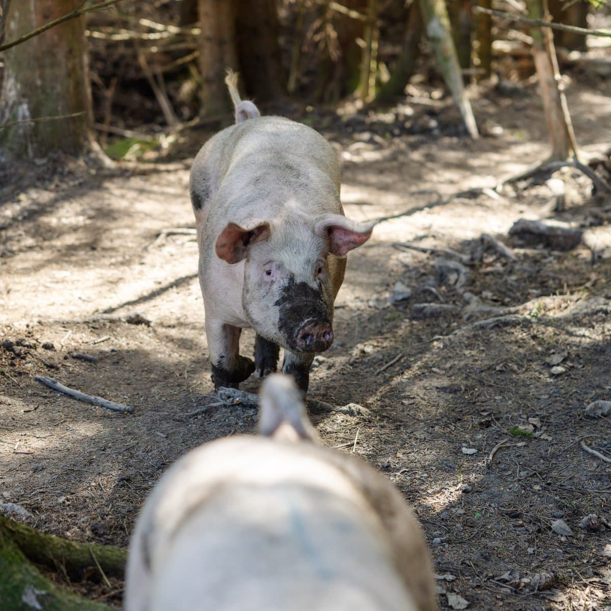 Producer of the week